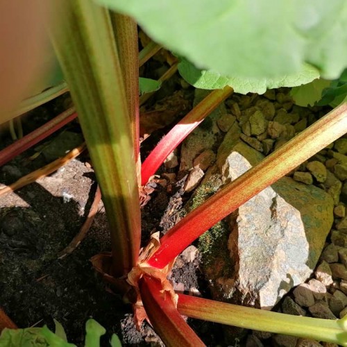 Rhubarb Plant Stockbridge Arrow | ScotPlants Direct